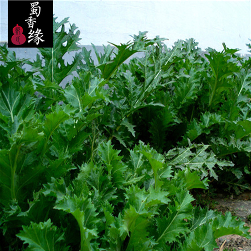 梅干菜四川农家特产自制青菜盐菜回锅肉梅干菜扣肉配套食材249g