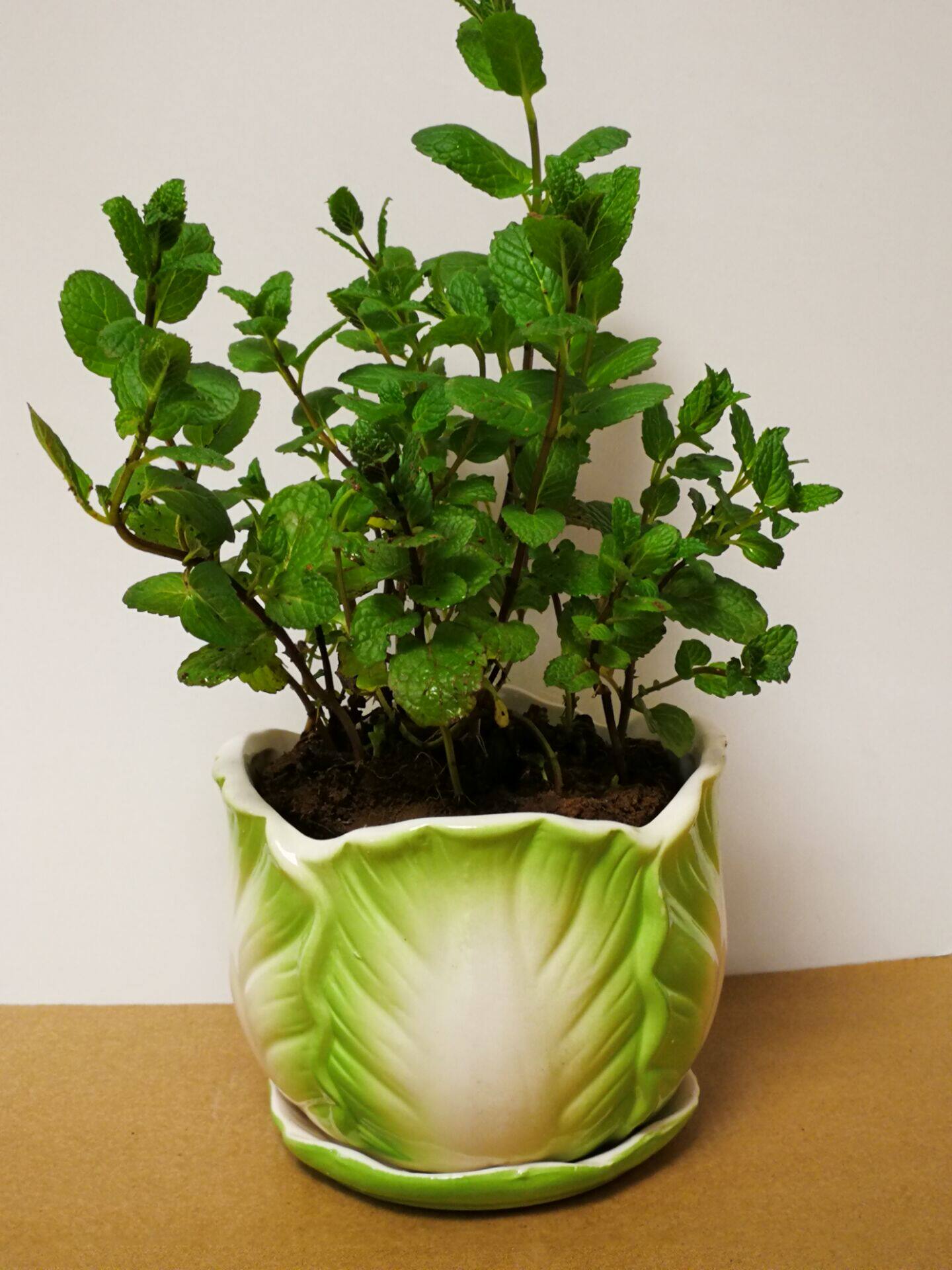 一折柠檬草盆栽