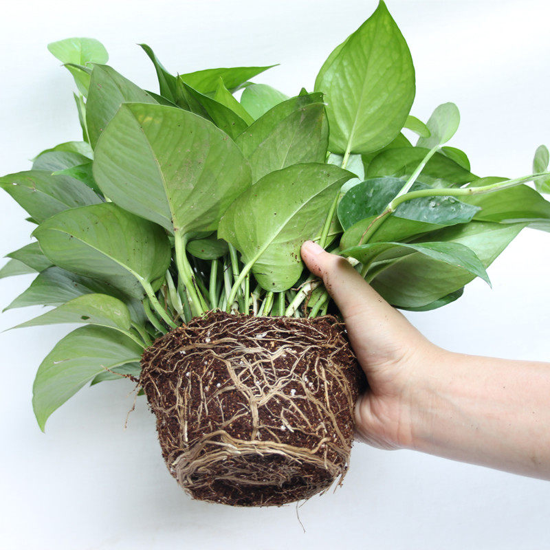 包邮大绿萝花吊兰办公室内装修吸甲醛净化空气纯水培绿箩盆栽绿罗