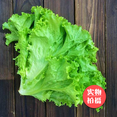 【好新鲜蔬菜】新鲜绿叶蔬菜绿珊瑚罗莎绿毛菜沙拉菜现摘现发500g