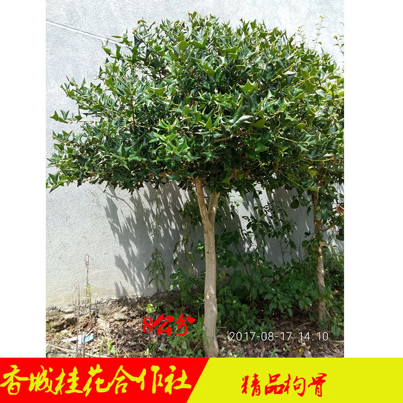 野生有刺枸骨树苗盆景下山桩盆栽猫儿刺鸟不宿六角刺庭院绿篱植物