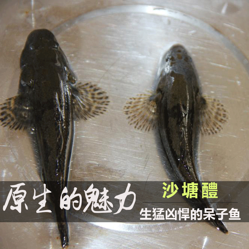 冷水观赏鱼 原生鱼 底层凶猛沙塘醴 土布 呆子鱼