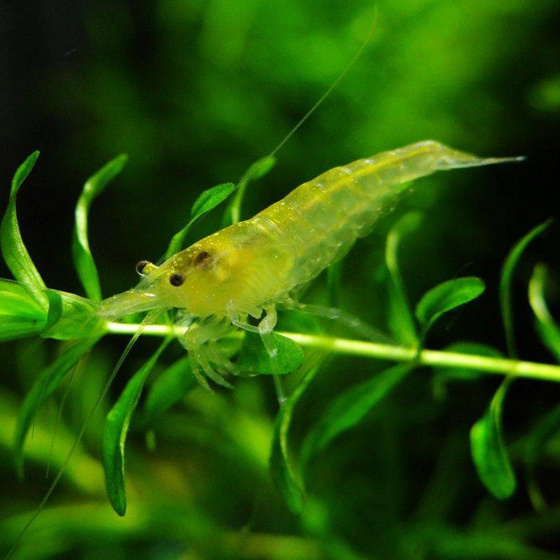 特价观赏虾活体