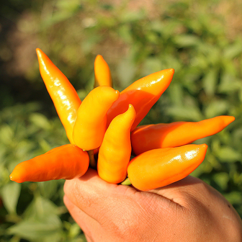 福建永安特产永安黄椒朝天椒泡椒新鲜小黄辣椒超香特辣500g