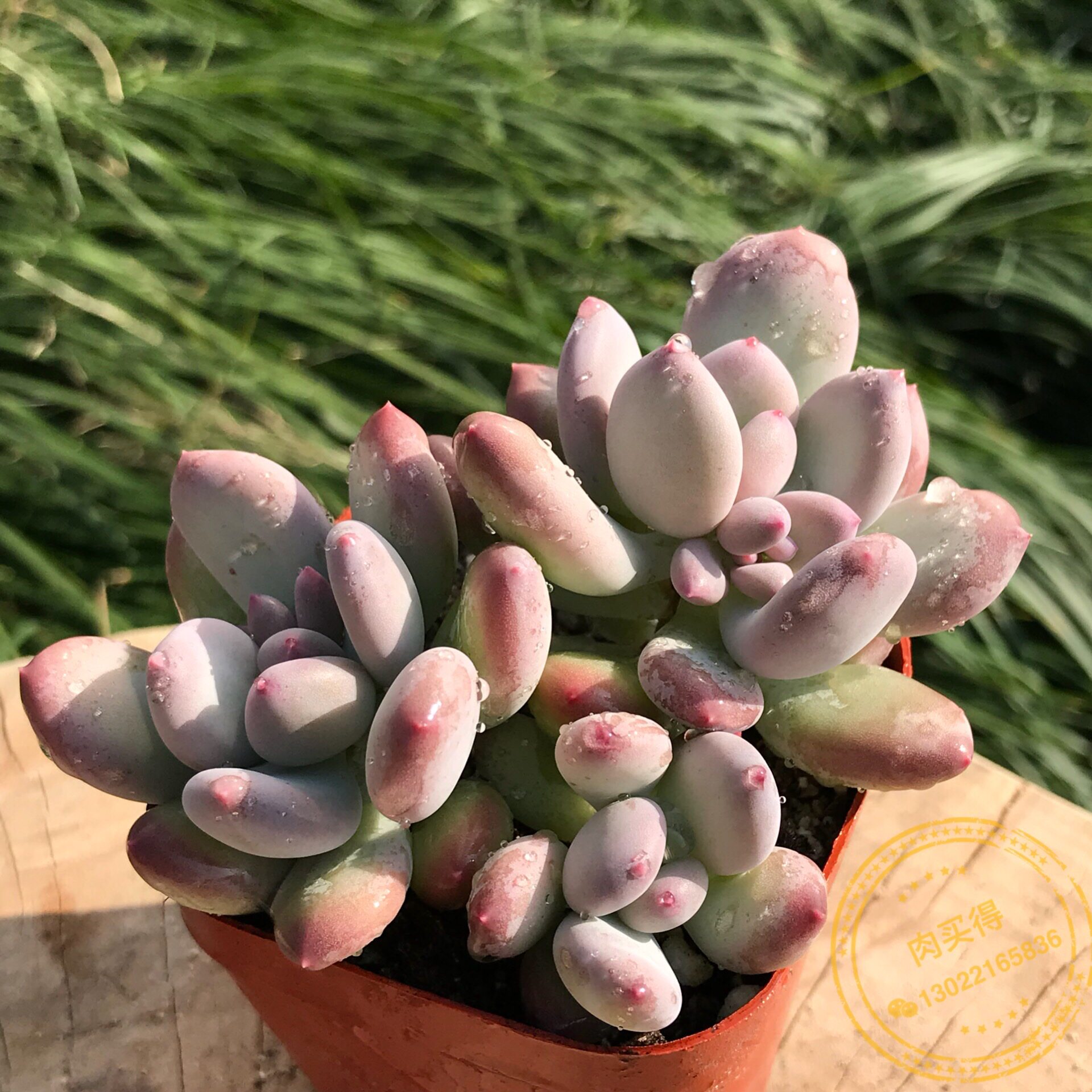 肉买得 三日月  糖果美人 进口 多肉植物 一物