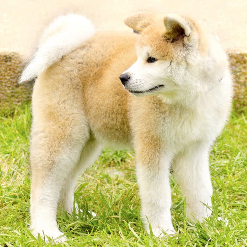 宠物狗 幼崽 家养_出售纯种日本柴犬幼犬家庭犬秋田犬黑色柴犬幼崽