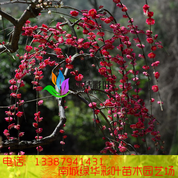 骨红垂枝梅*红梅垂枝*垂枝红梅 双碧垂枝梅 锦生垂枝梅 室内盆栽