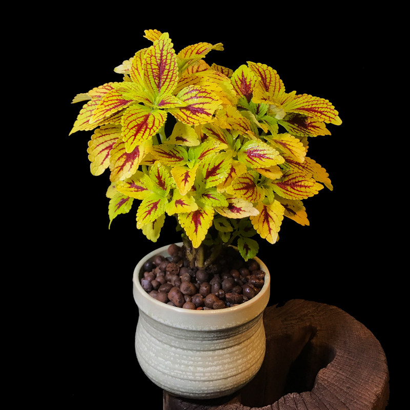 热销办公室盆栽 观叶_彩叶草彩虹草草本盆栽植物盆景室内阳台办公室