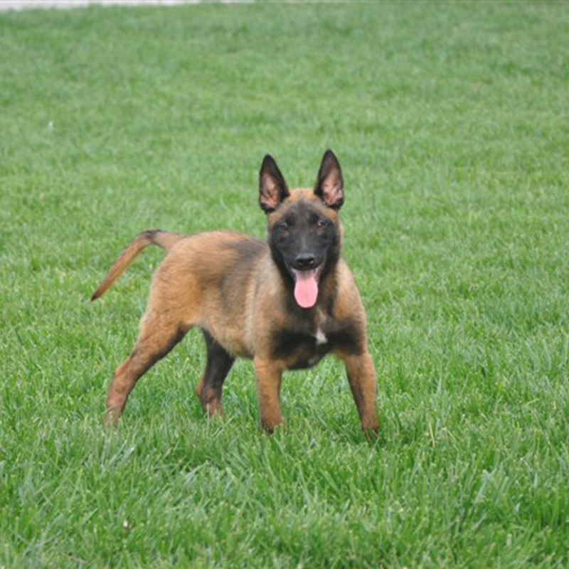 马犬幼犬 黑红_出售精品马犬幼犬纯种军犬警犬猎犬黑红马犬,纯种马犬