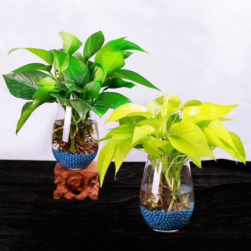 空气清新 水培盆栽真花室内无土栽培花草防辐射 水生植物水中养花