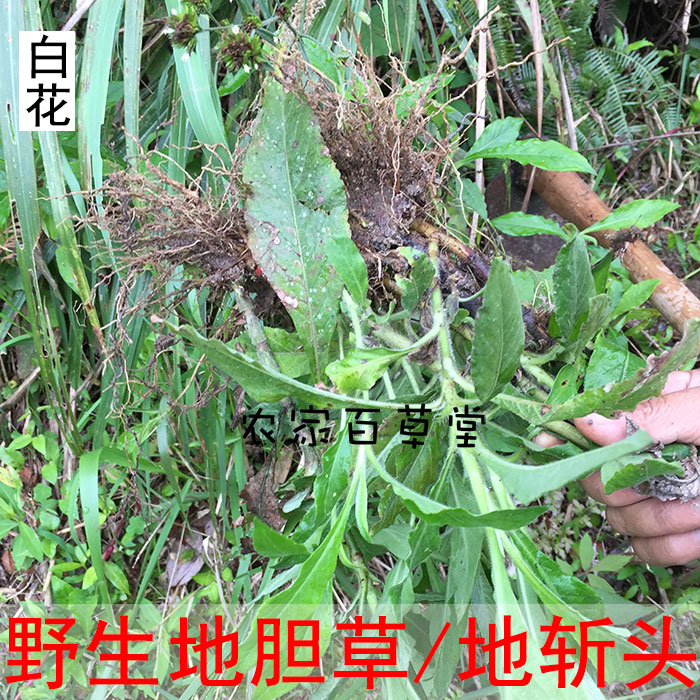 野生地胆头煲汤草药 白花地斩头 农村邮寄 苦地胆 晒干的地胆草