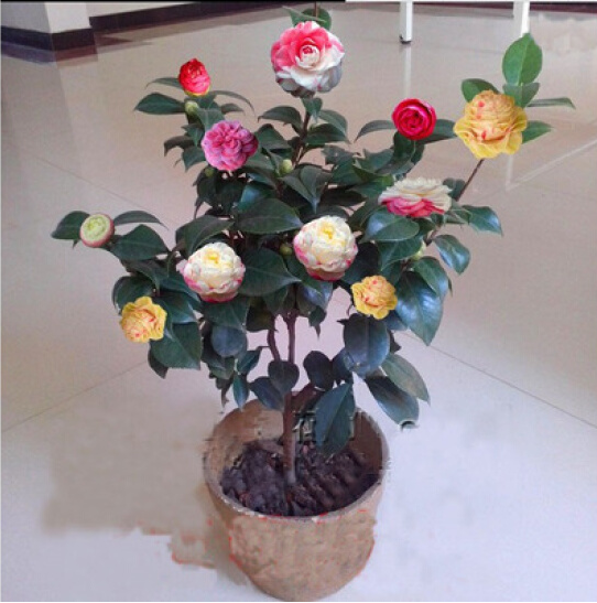 热销绿植花卉 开花不断_四季山茶花树苗带花苞盆栽绿植物花卉室内外观