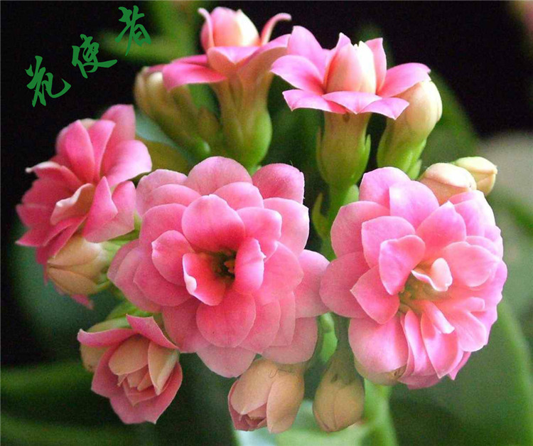 耐养型盆栽花卉 进口重瓣长寿花盆栽 宫灯长寿 2盆包邮 带花发货