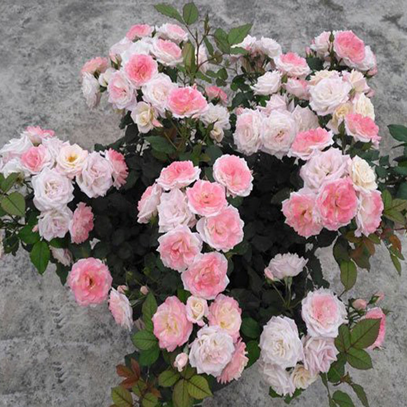 樱霞 月季花攀援植物多季开花阳台盆栽庭院日本藤本粉色漩砚花卉