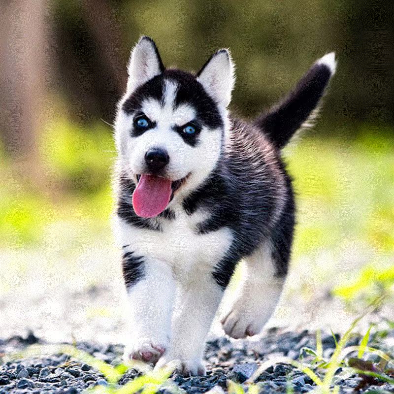 一折宠物狗中型犬 活体