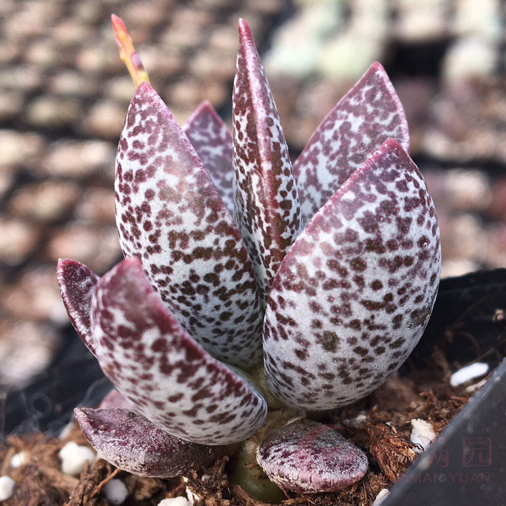 一折玛丽安水泡_水泡玛丽安赤兔水泡多肉植物 多肉 植物室内盆栽花卉