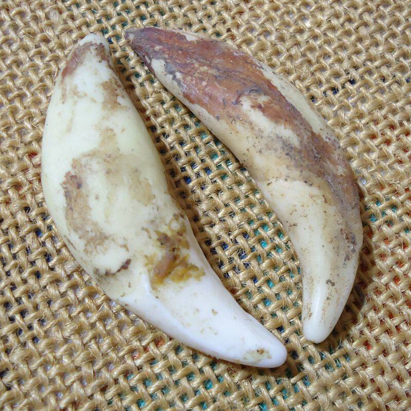 真狗牙齿  狼狗牙 藏獒牙 男女吊坠项链手链  婴儿辟邪护身符