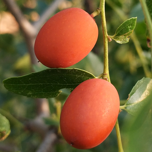 2017年山西太行山区野生新酸枣嫩酸枣黄土高坡上小圆枣山枣小红枣