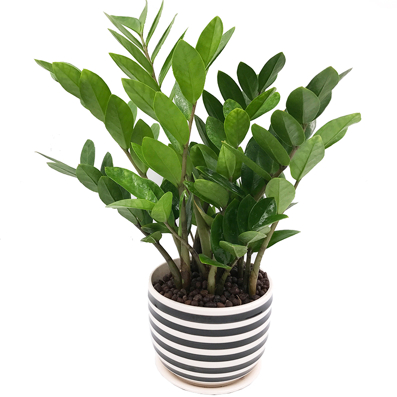 金钱树摇钱树室内客厅大绿植盆栽盆景花卉吸