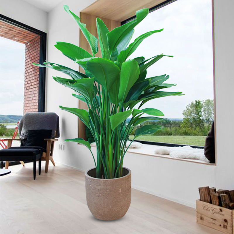 办公室放绿植提效率,绿萝多肉皆可