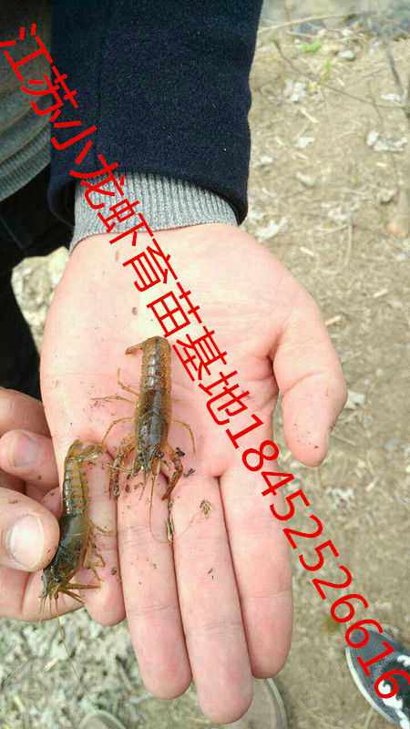 一折龙虾苗 淡水_小龙虾苗活体包邮 小龙虾种虾抱