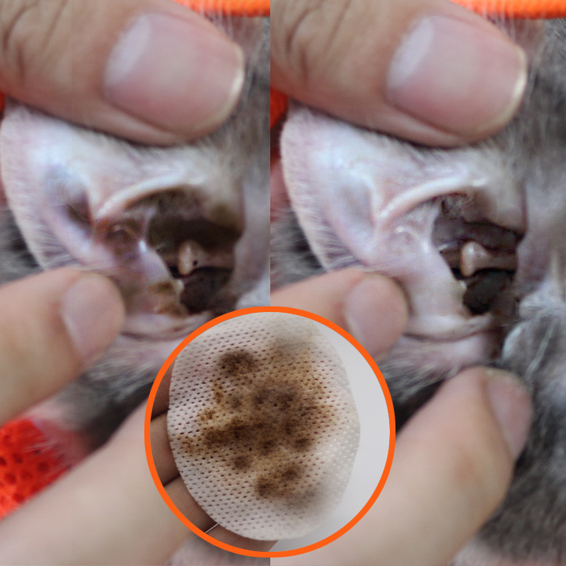 宠物耳朵湿巾猫咪滴耳液狗狗滴耳油去耳螨耳垢洗耳液耳朵清洁用品