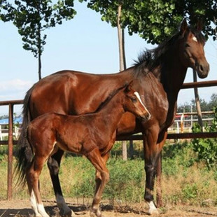 活体宠物马小马