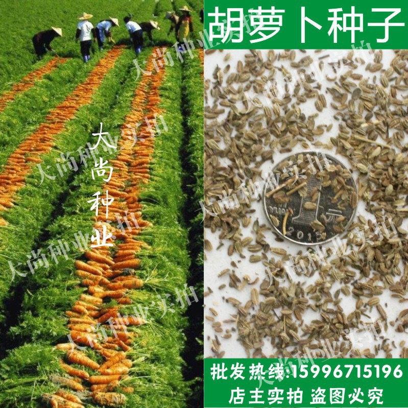 特价蔬菜种子批发