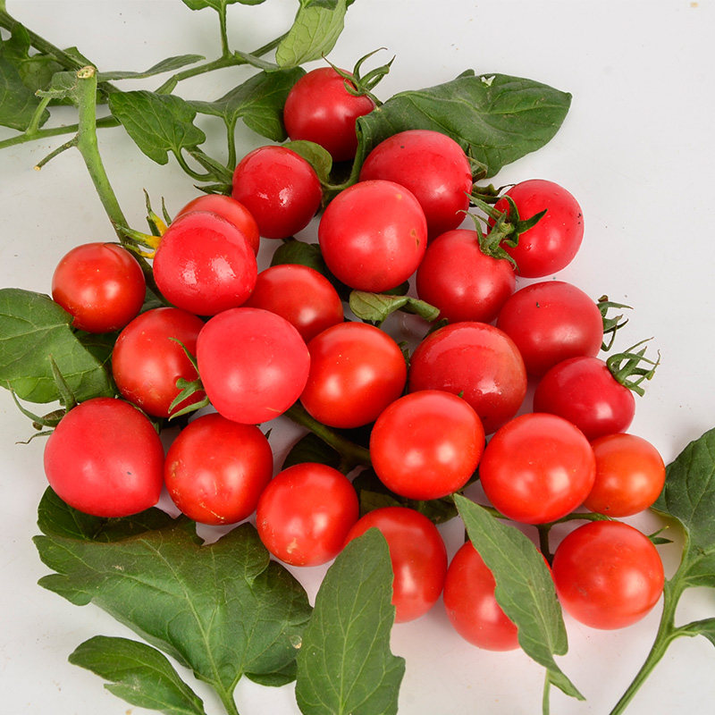 新鲜樱桃西红柿 小番茄圣女果 千禧果农家自产