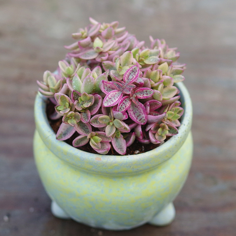 卉雨_雨心锦稀有高档多肉植物状态好开花室内防辐射绿植花卉含盆带土