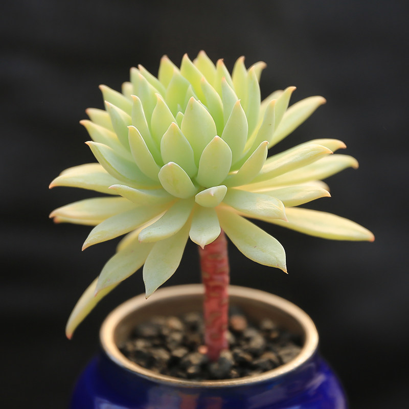 蓝色天使单头带杆 办公室内防辐射多肉植物 花卉肉肉绿植小盆栽