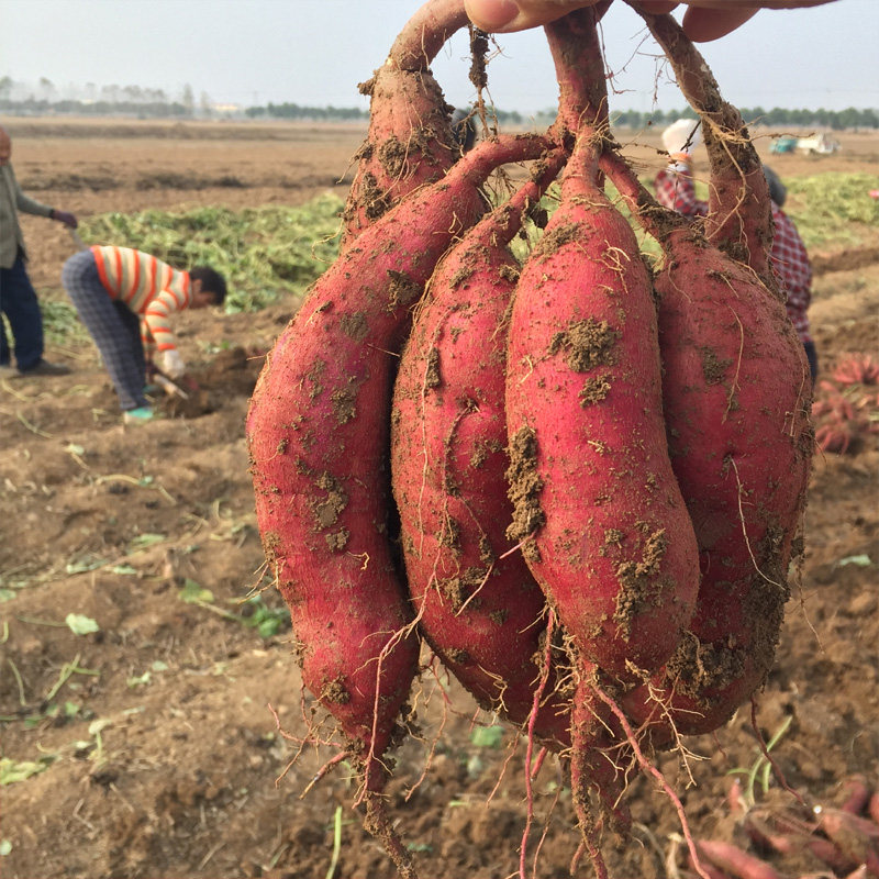 一折三只松鼠板栗 大礼包