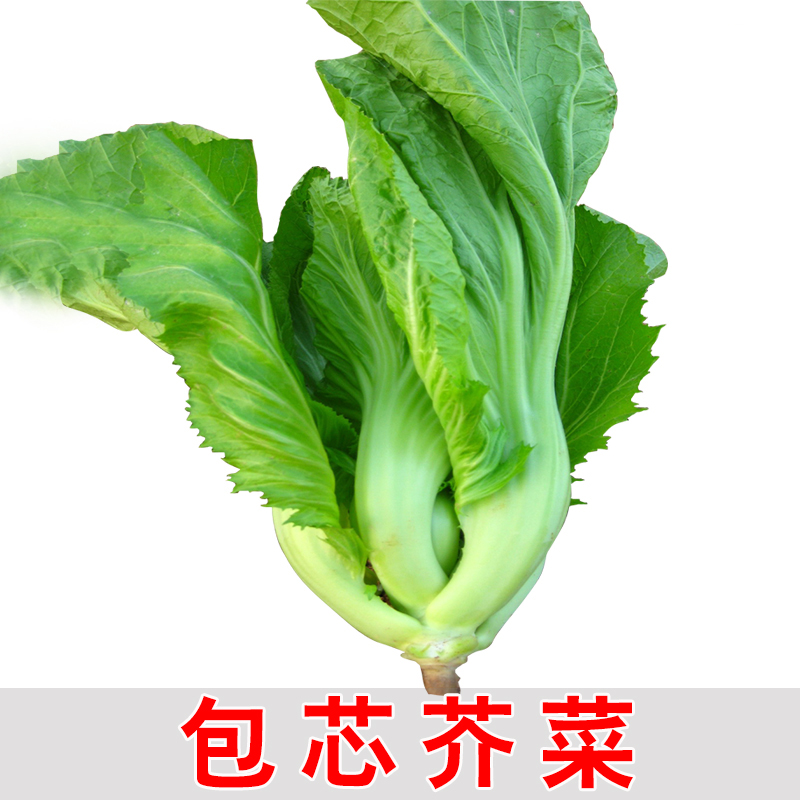有机蔬菜种子_包心芥菜蔬菜种子 包芯芥菜阳台菜园盆栽庭院有机蔬菜