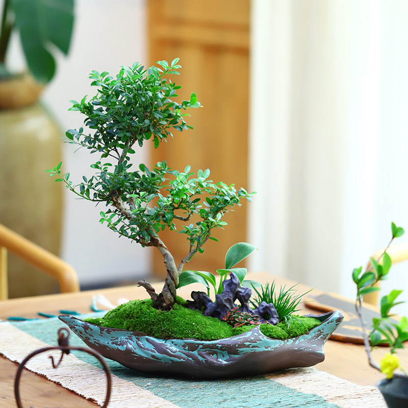 创意绿植,最ins的组合盆栽