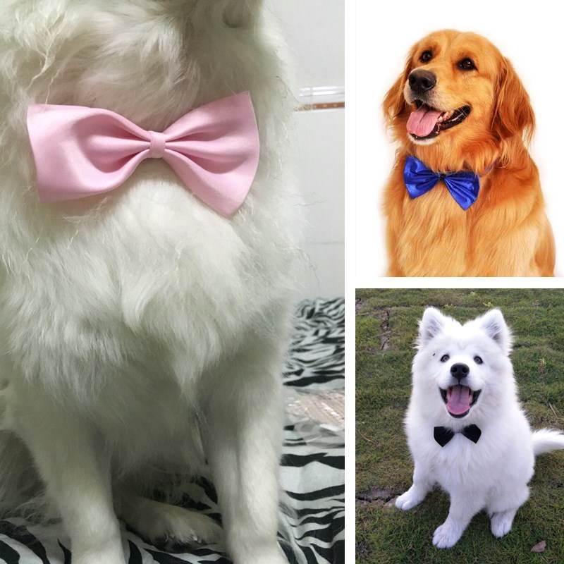 金毛_狗狗泰迪 哈士奇 狗大型犬韩版泰迪法斗萨摩耶金毛领结蝴蝶结