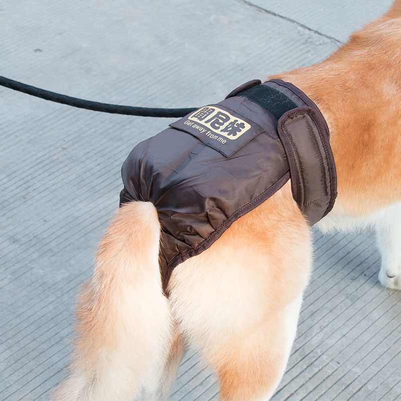 狗狗来例假,这几点你可一定要注意