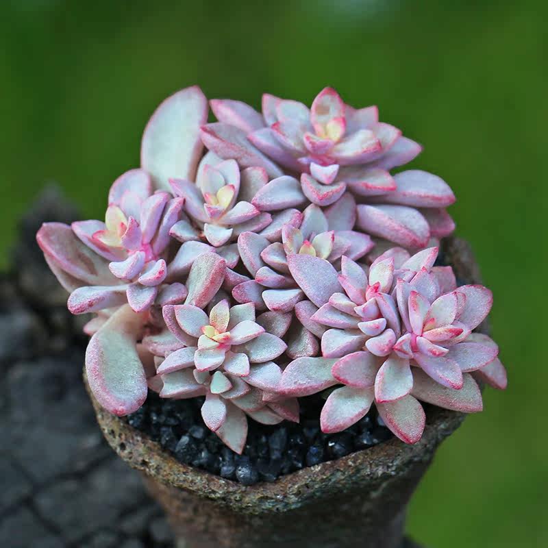 紫心粉色回忆多头群生 多肉植物绿植盆栽多肉防辐射植物办公室