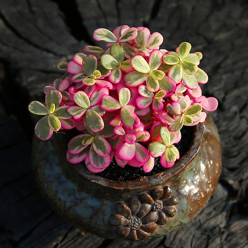 太阳花锦彩虹多肉植物盆栽阳台萌肉肉室内花卉园艺绿植防辐射植物