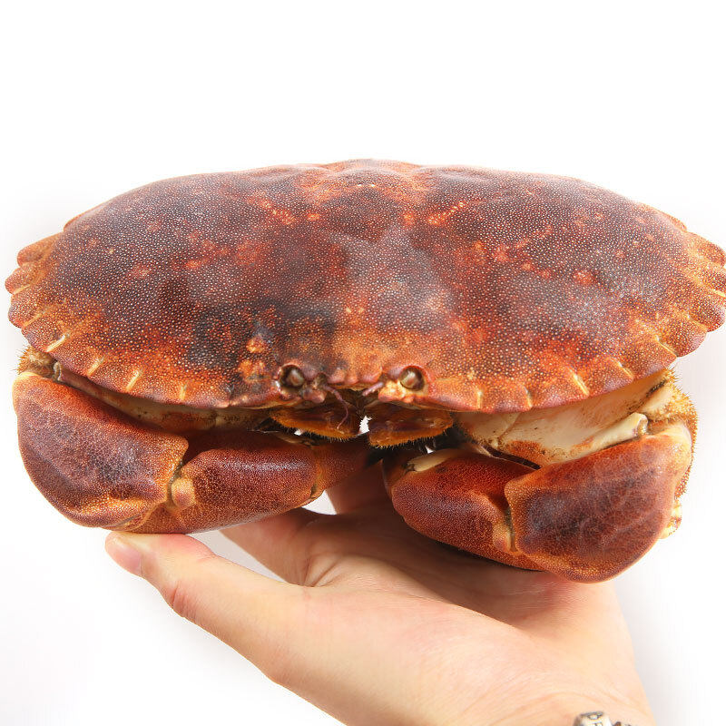 【鲜活面包蟹】菜帮海鲜英国鲜活水产黄金蟹大螃蟹膏蟹600-800g