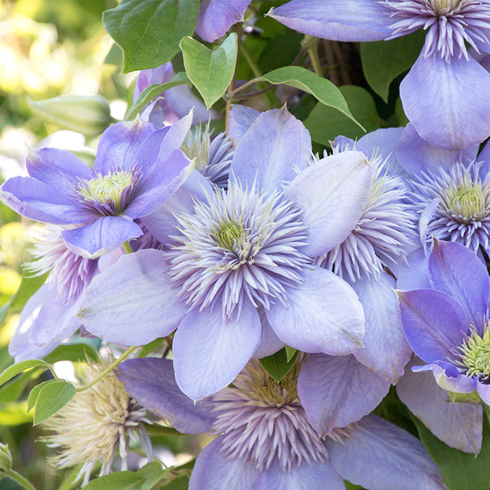 花园硬气植物铁线莲,养护要粗养!
