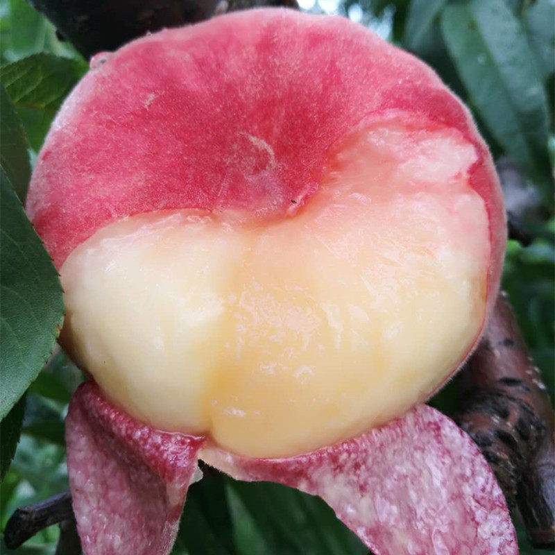 热销蟠桃_沂蒙山现摘现发扁桃新鲜水果桃子 农家自种软桃水果新鲜红