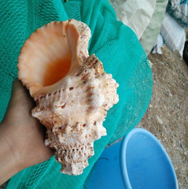 天然海螺贝壳大七角螺石螺法螺 实用道士号角法器乐器吹螺包邮