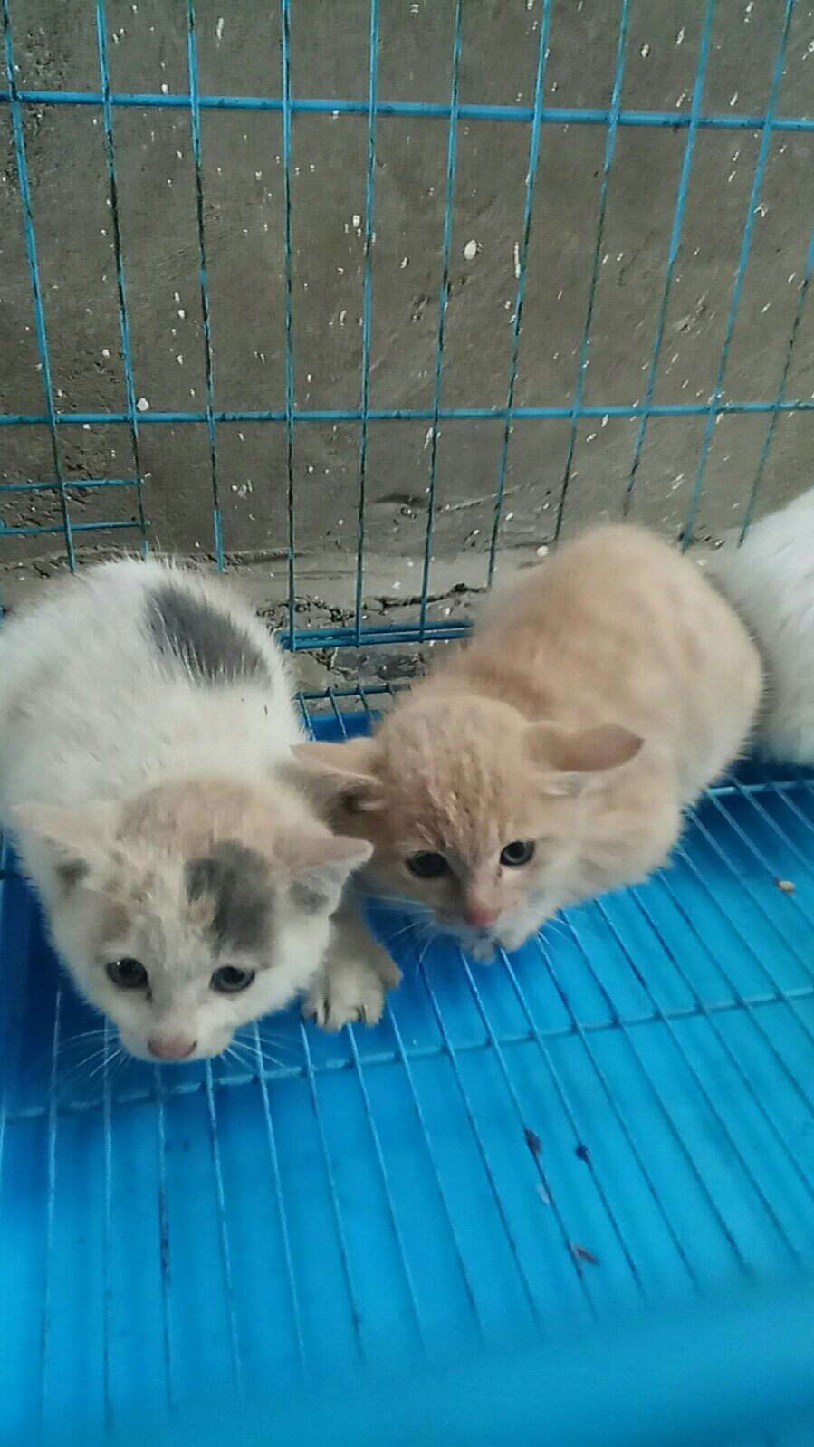 活体猫咪家猫土猫