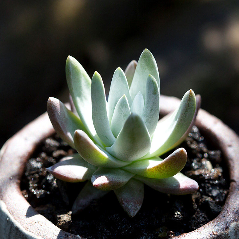 白菊仙女杯多肉植物进口贵货精品盆栽稀有肉肉植物花陌派云南多肉