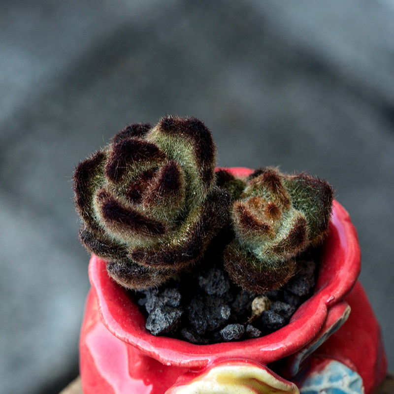 热销多肉植物_泰迪熊多肉植物超萌可爱肉肉办公室内桌面绿植盆栽花陌