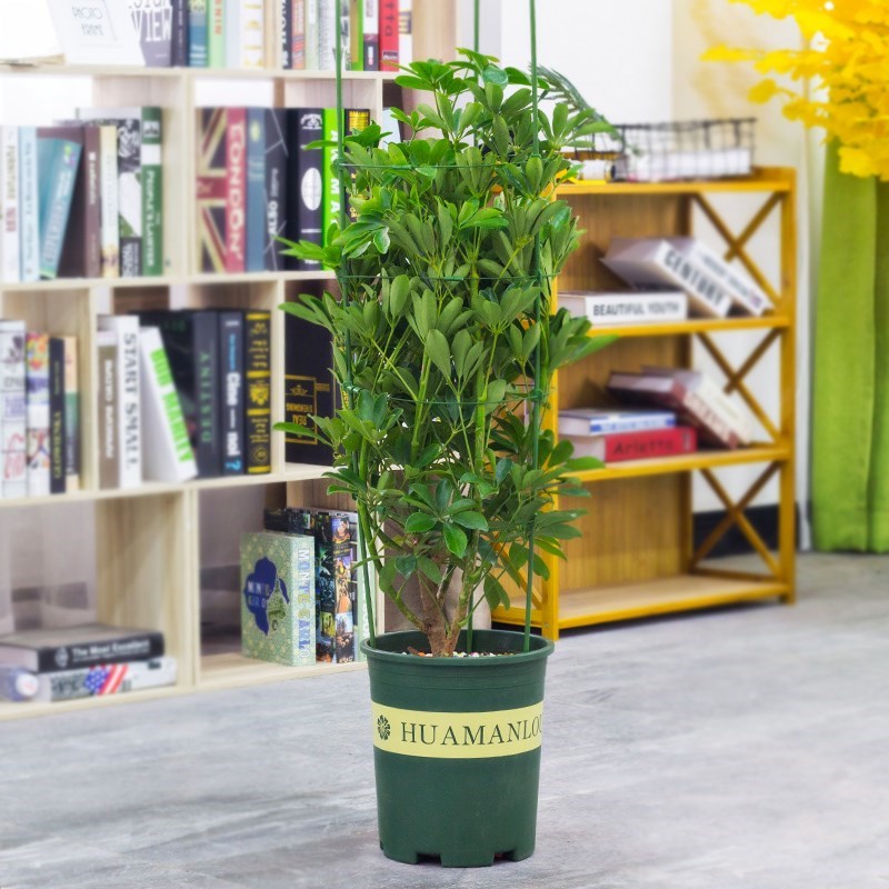 植物攀爬架 室内_网格攀爬架花支架植物爬藤架铁艺绿萝伸缩室内支撑