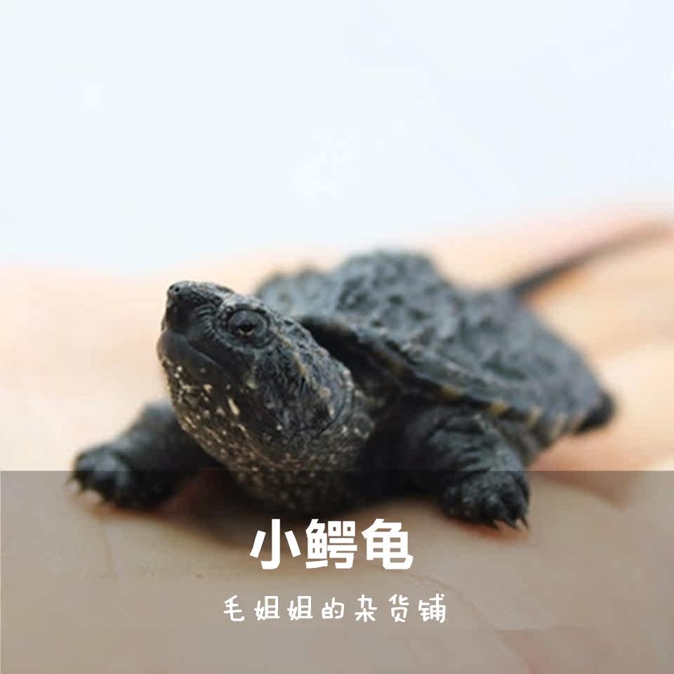 一折乌龟活体 小鳄龟_小鳄龟苗活体宠物杂佛乌龟宠物龟刺鳄大鳄龟水龟