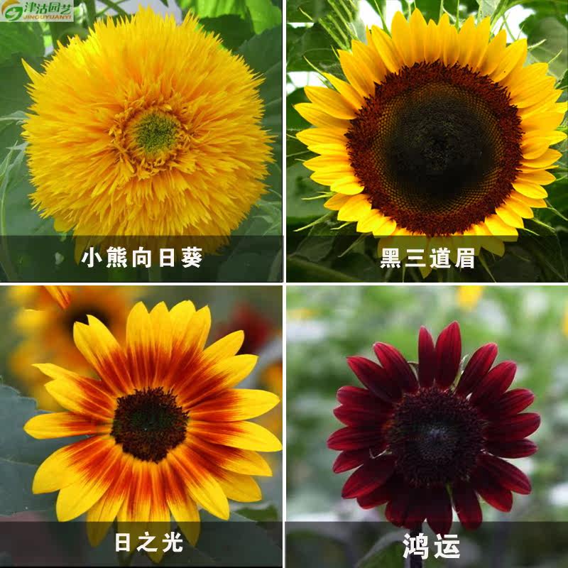 葵儿气垫cc霜正品 专柜 向日葵