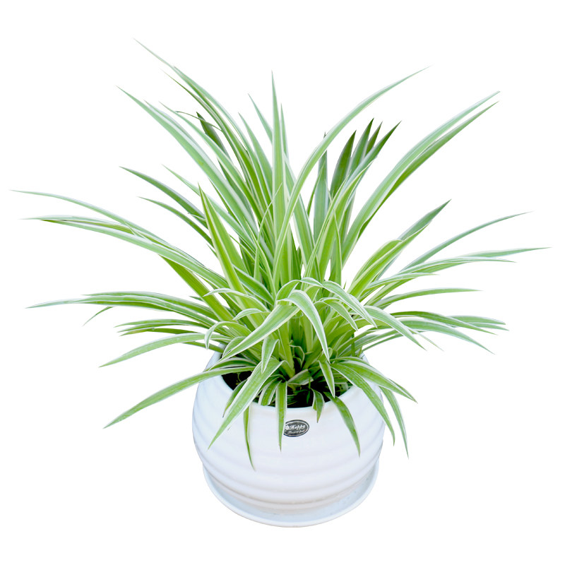 金边吊兰花卉盆栽 吸收甲醛净化空气办公室内植物 上海送货上门