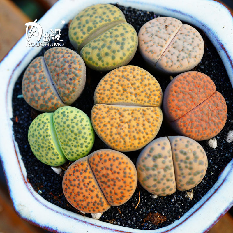 一折多肉植物生石花_黄微纹微纹玉两年三年一物一拍生石花半绿色系